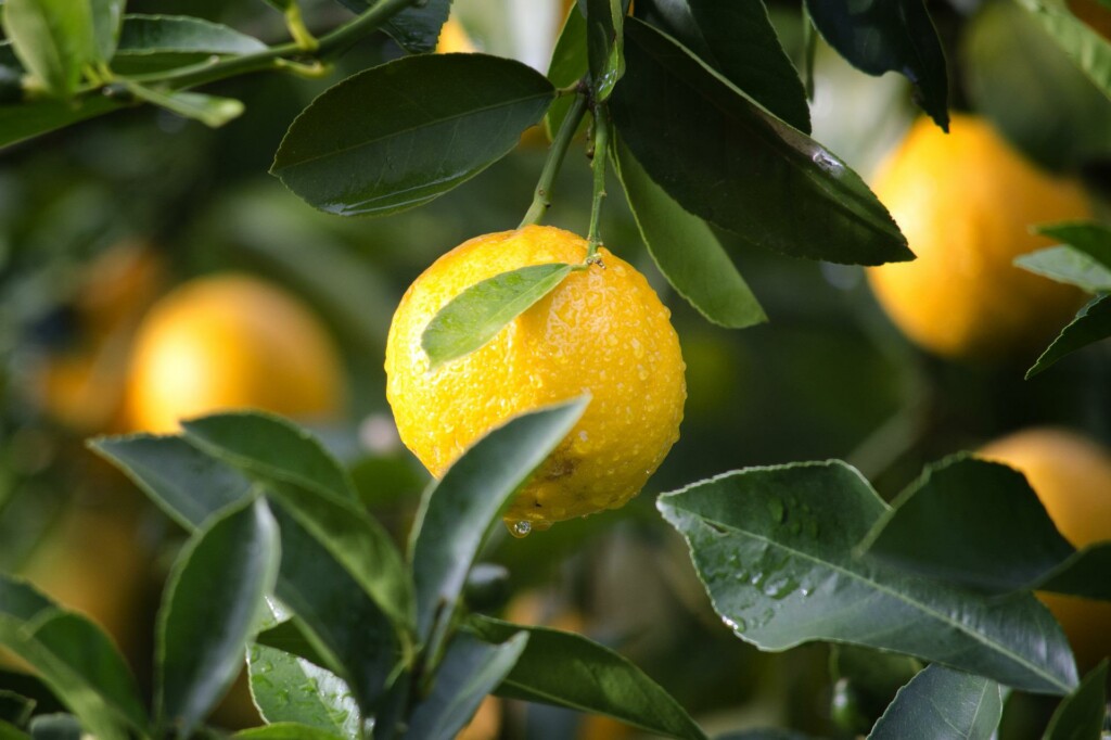 citron dans un arbre